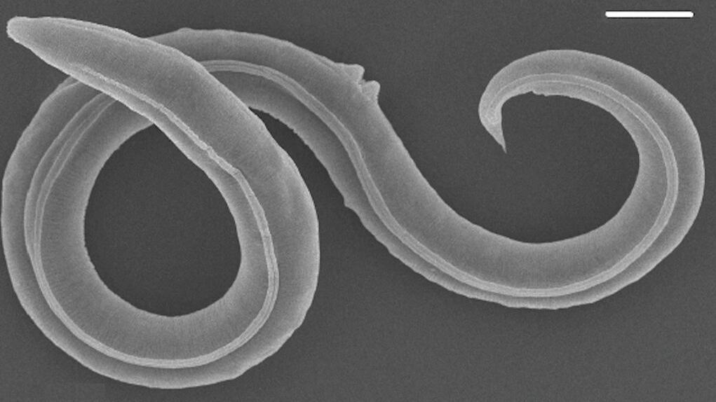 Revivieron después de estar congelados 46.000&nbsp;años