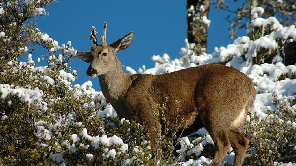 Cinco Nuevos Santuarios de la Naturaleza Protegerán los Ecosistemas en&nbsp;Chile