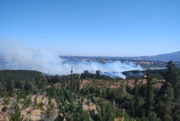 1,5 hectáreas han sido consumidas por incendio forestal en&nbsp;Portezuelo