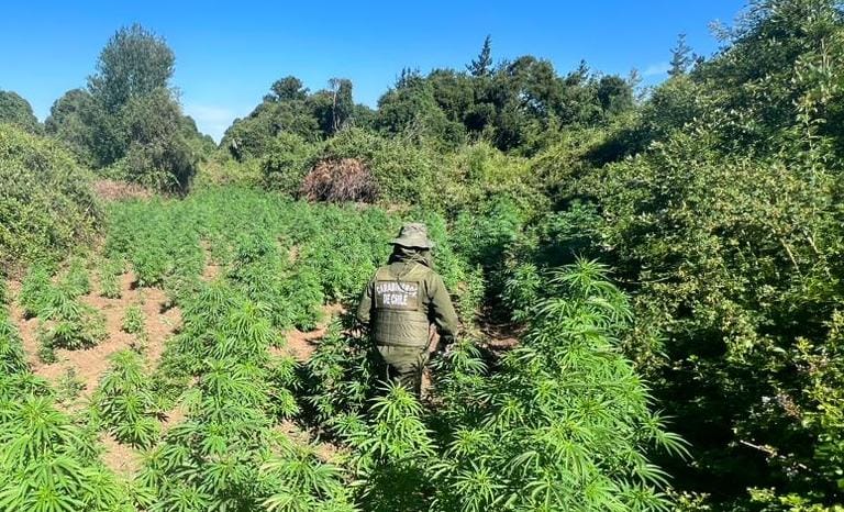 Nuevo Golpe del Os7: Decomiso de más de 7.800 Plantas de Cannabis por Carabineros en Yungay