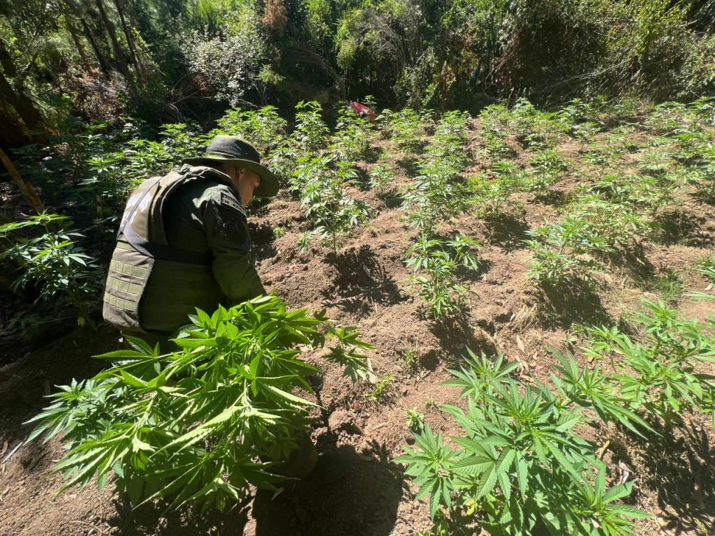 Decomisan más de 1.600 plantas de marihuana en&nbsp;Itata