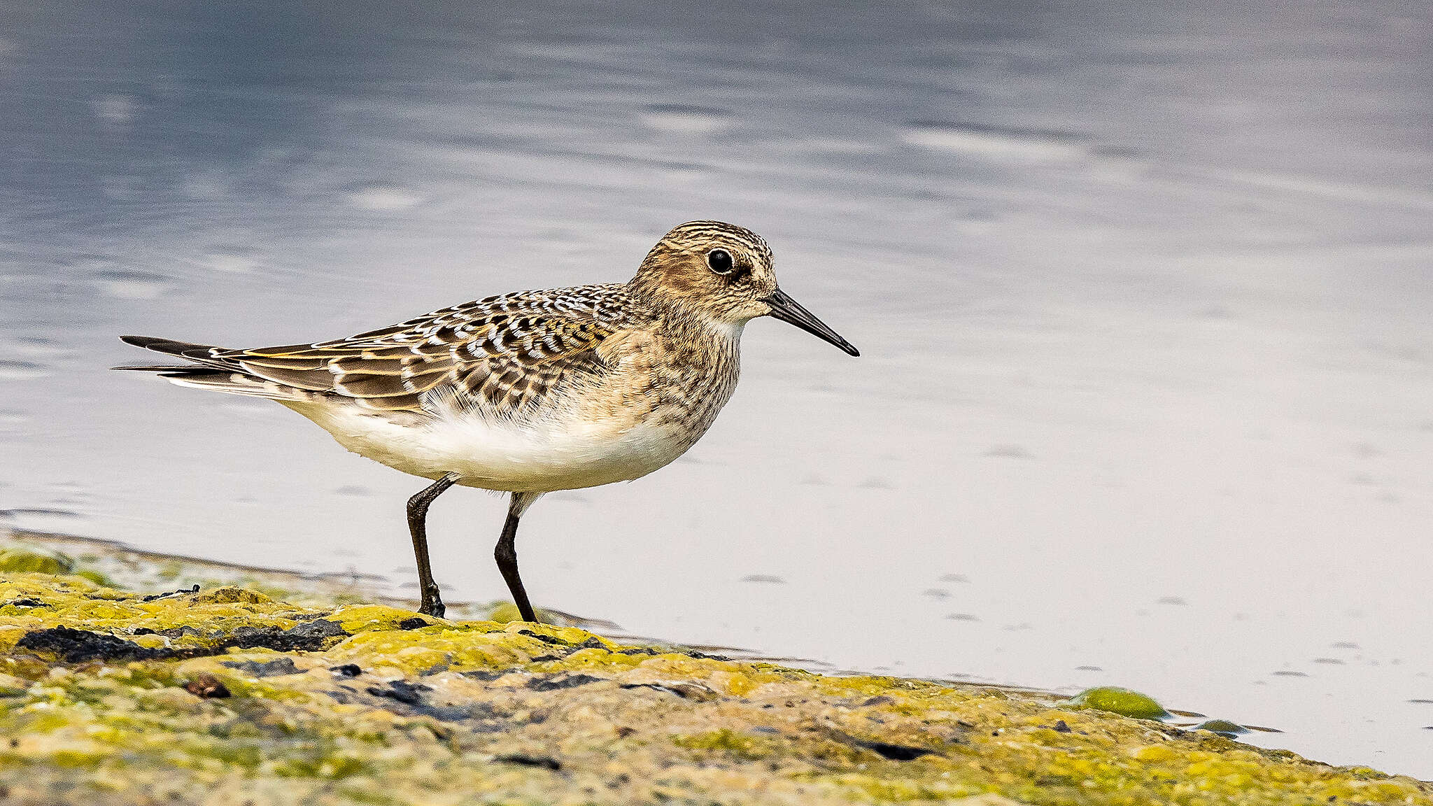 El retorno de la vida: 70 especies vuelven a la revitalizada Laguna de Aculeo