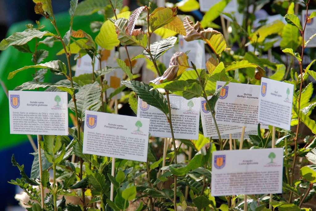 ATENCION CONCEPCIÓN: Por un Futuro Sostenible UdeC regalará miles de árboles&nbsp;nativos.