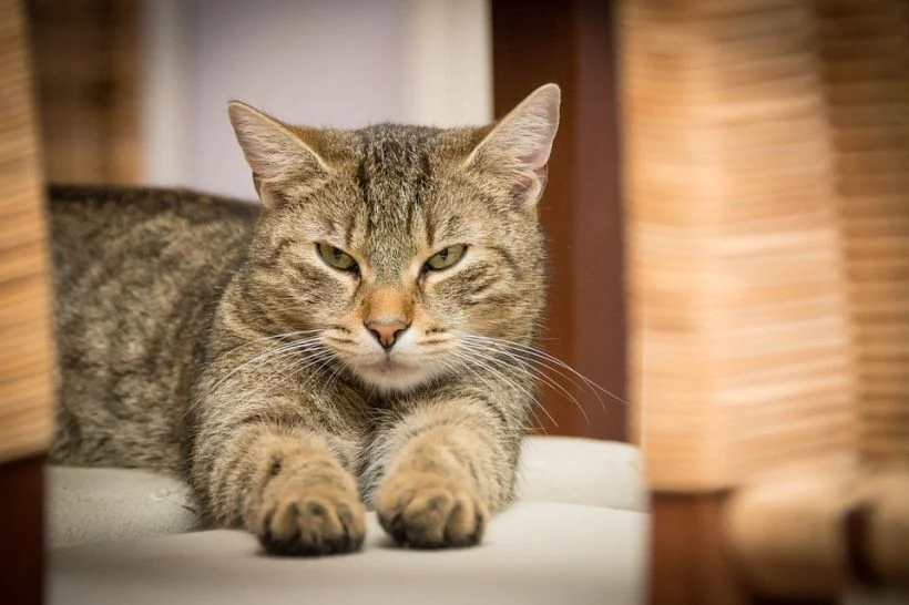 Gatos al rescate: la felina medida para enfrentar plaga de ratones en el Mercado de Chillán