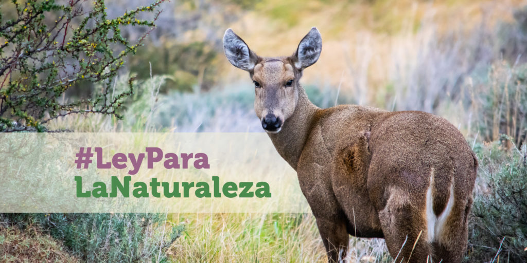 Ley para la Naturaleza: Un Paso Decisivo para la Conservación en&nbsp;Chile