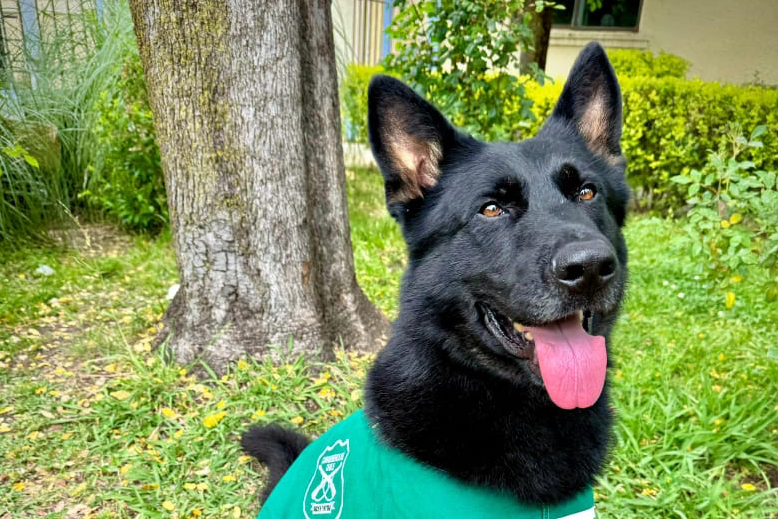 Conoce a «Black»: el nuevo can que integrará la Patrulla de Orden y Seguridad de&nbsp;Carabineros
