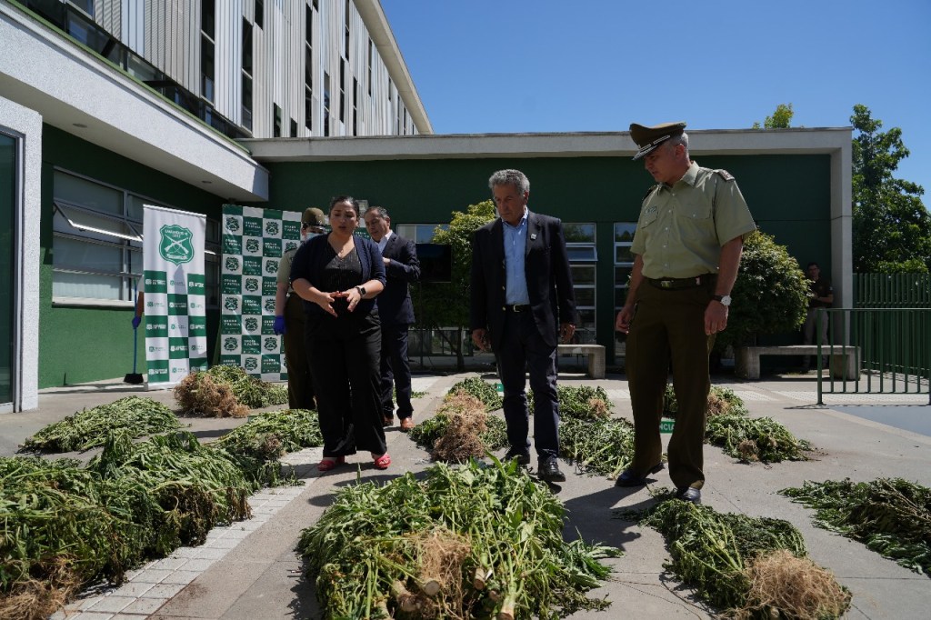 Más de 1.300 plantas detectadas con drones: Carabineros del OS7 Ñuble erradicó cultivo ilegal de cannabis en&nbsp;Pemuco