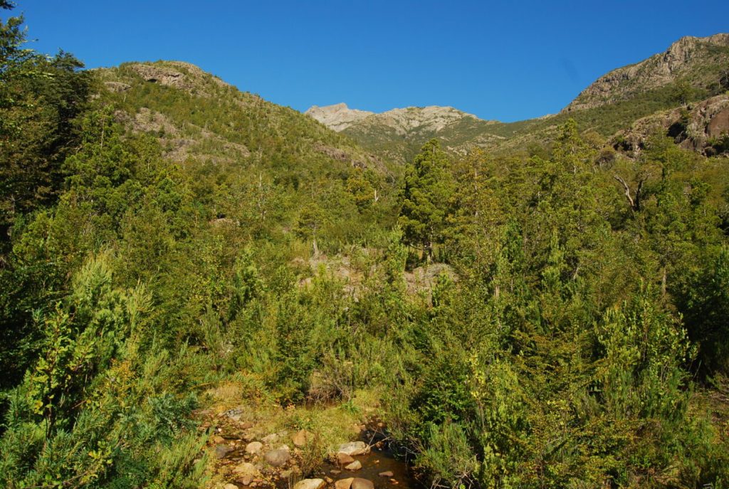 Abren fondos para proteger bosques nativos en Ñuble y todo&nbsp;Chile