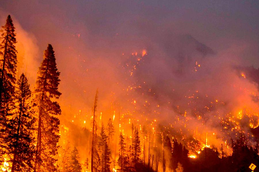 Alerta Roja en Ñuble: Incendio forestal se expande con fuerza en&nbsp;Trehuaco