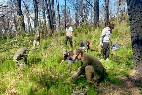 Ministerio del Medio Ambiente, CONAF y FAO invitan a sumar iniciativas de restauración en nuevo registro nacional 