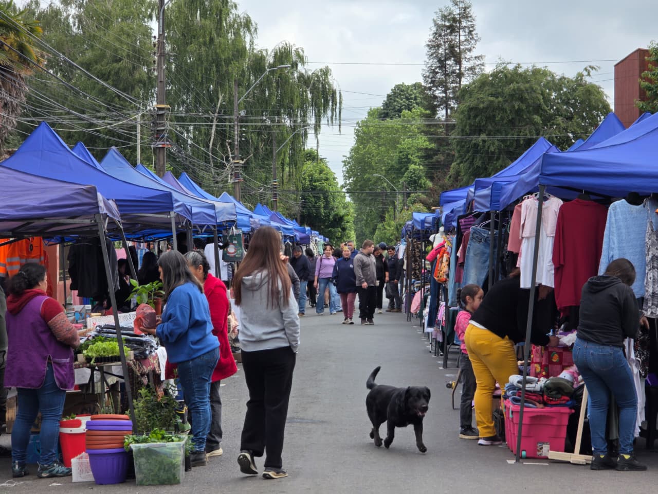 Debutó inédita Feria Libre de Emprendedores de El Carmen