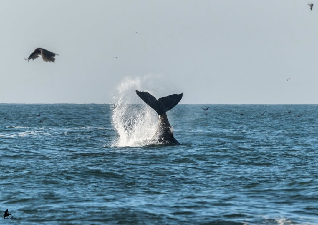 Ministerio del Medio Ambiente invita a la ciudadanía de Ñuble a registrar fauna marina a través de iNaturalist Chile